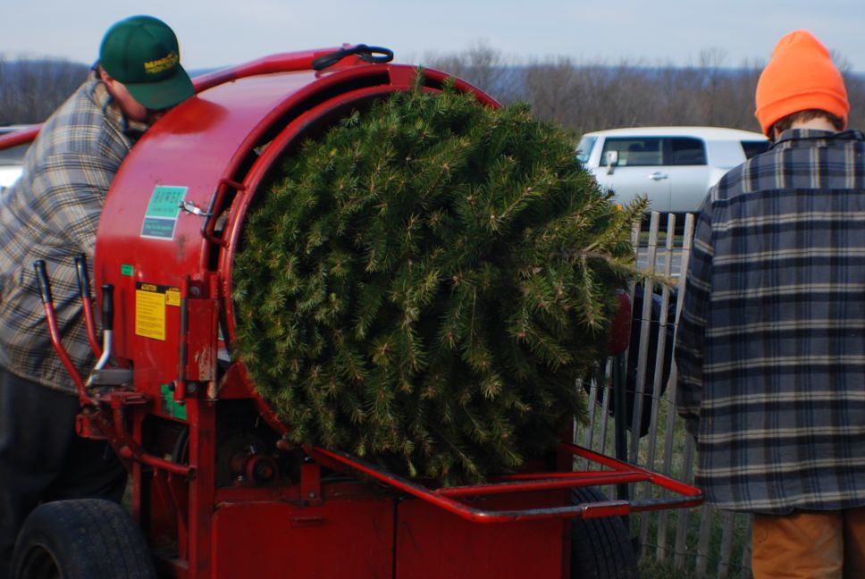 工作人員將聖誕樹打包。(圖片來源：Joe)