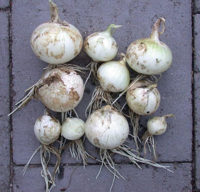 Onion-Lockyer-7925