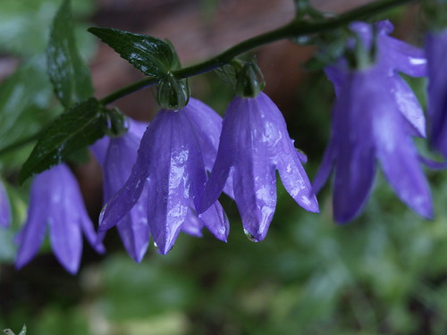 ny newyork flower water purple bell violet upstate drop droplet mountainview campanula malone owlshead fantasticflower