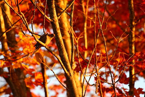 morning autumn light canada tree bird fall branch colours dove nb newbrunswick mactaquac morningdove