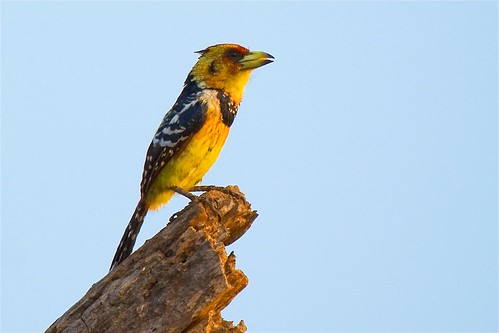 bird birds southafrica wildlife loveit krugernationalpark kruger crestedbarbet trachyphonusvaillantii