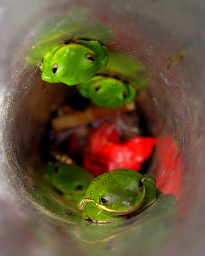 green trash mississippi tube frog frogs spotted treefrog hideout refuge noxubee noxubeenationalwildliferefuge