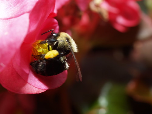 pink flower macro bee bumblebee begonia