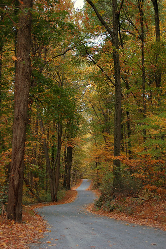 autumn trees leaves leaf vines wildlife pa middlecreek blueribbonwinner autumnfall stoneroad longwindingroad photographersgonewild