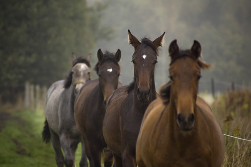 horses horse field dof groningen paarden terapel westerwolde