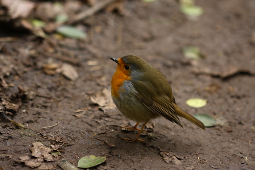 bird robin erithacusrubecula oiseau rougegorge