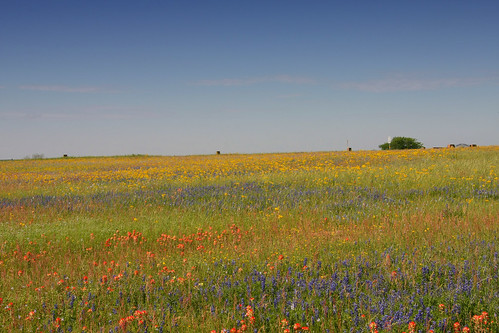 flowers blue trees red field spring texas indian country hill wildflowers independence paintbrush bluebonnets brenham bonnets bleiblerville