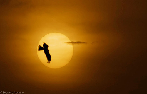 sunset sky sun kite bird pune thepca naturesfinest soumitra inamdar soumitra911 pptadka20080723 pptadkawinner pcaorange