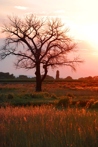 sunset tree field grass colorado country violet grand junction