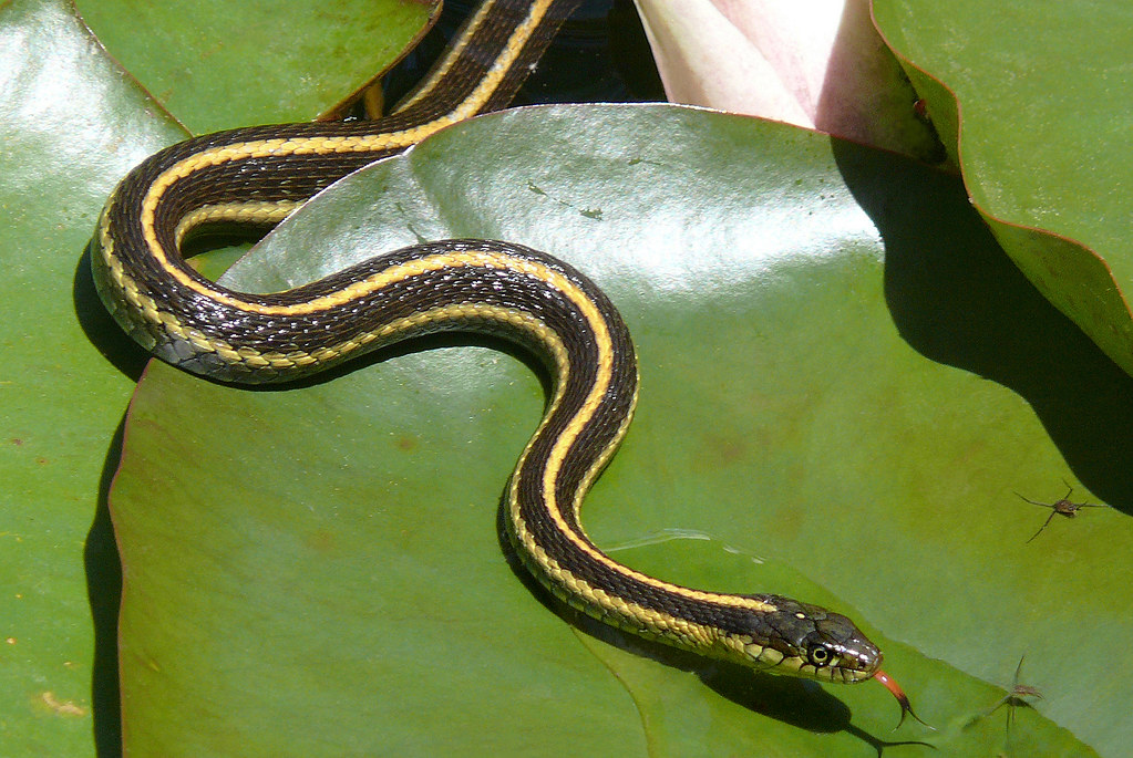 Aquatic Garter Snake (California Garter Snakes) · NaturaLista