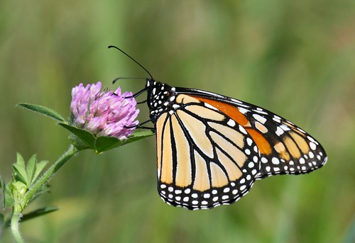 butterfly monarch