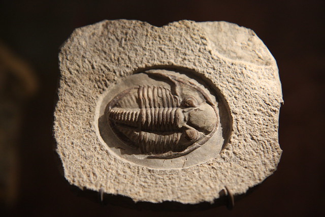 Trilobite Fossil at NMNH from Flickr via Wylio