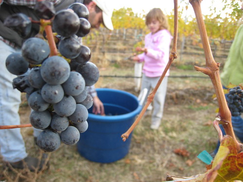 Harvesting Grapes in Zillah