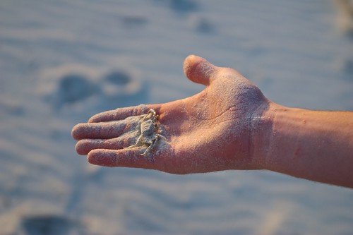 beach geotagged sand hand personal crab dauphinisland ghostcrab sigma2870mmf284highspeedzoom