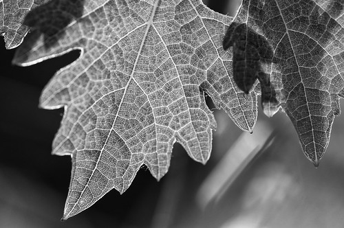 ca bw tree leaf highcontrast valley napa grapevine nikond90 c2011dghollums backlightc2011dghollums