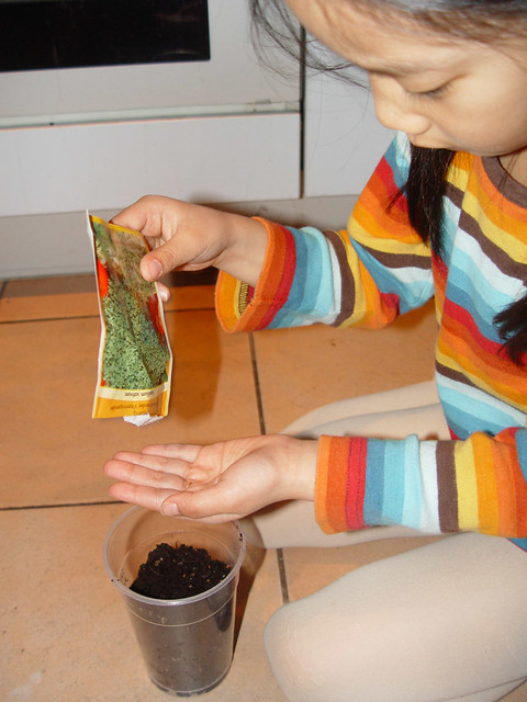 plant seeds, Fun things to Do with the Kids this Autumn