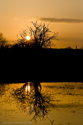 sunset orange reflection silhouette puddle bush unitedkingdom reflected april 2008 warwickshire veryorange studley 2875mm tamron2875mmf28 canoneos400d jonbradbury jonbradburycom