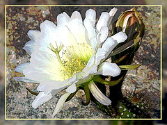 Easter Lily Cactus blossom #3 (gimpified)
