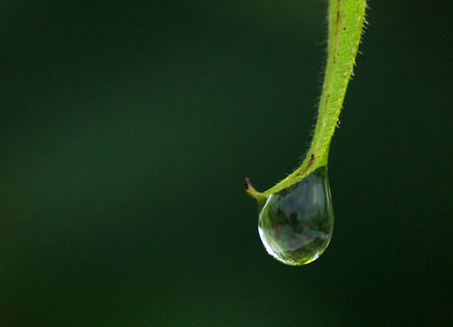 dew drop water leaf refraction nikon d200 105mmvrnikkor nikkor105mmf28gvrmicro utata drops plants