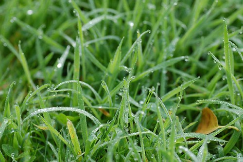 water grass eau drop dew goutte herbe perche orne rosée bassenormandie