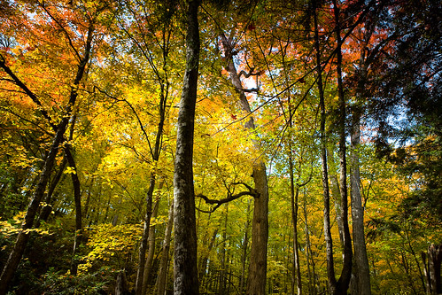 autumn leaves forest michigan oscoda michiganorg coloralpenacolorsfall