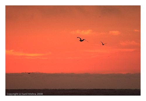 ocean california sunset sky bird water silhouette clouds landscape unitedstates gull flight event mosslanding