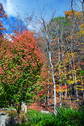 autumn trees red sky orange green fall nature leaves clouds forest landscape exterior ar bluesky arkansas bushes external eurekasprings