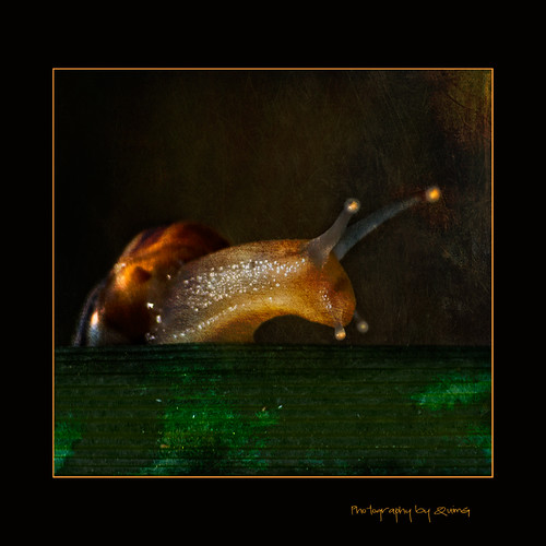 naturaleza nature geotagged creativity golden snail natura olympus textures macros retouch caracol juny retoque caragol retoc specialtouch quimg quimgranell joaquimgranell afcastelló obresdart