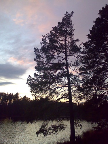 sunset lake tree water vatten träd solnedgång sjö