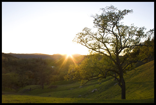 california sunset tree march santamargarita