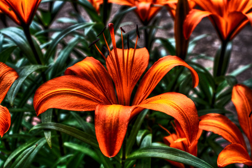 orange flower green garden hdr photomatix