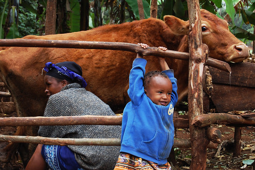 Faith Kivuti and Mom Milking a Cow