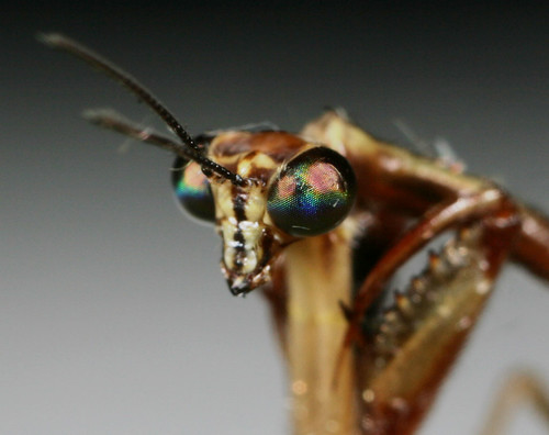 insect tennessee mantidfly neuroptera mantispidae canonmpe65mmf2815xmacrophoto bugguideswarm2008 leptomantispa leptomantispapulchella