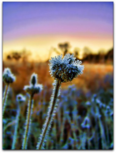 cold ice field minnesota sunrise crystals frosty rochester chilly soe assisiheights
