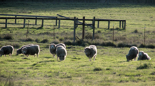 sheep rocktreevalley