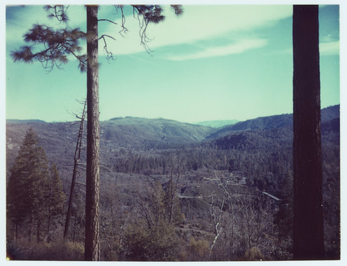 tree film pine forest polaroid view sierras groveland 669 packfilm tuolumnecounty automatic250