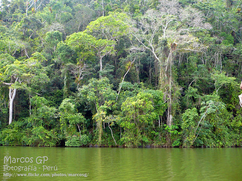 peru landscape lago natural selva paisaje peruvian foresta escena vegetacion tarapoto mapperu blueribbonwinner purixperu purix marcosgp
