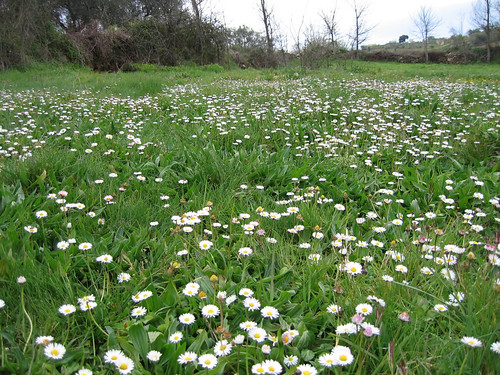 flowers field daisy algoso