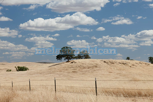 california travel trees light sky usa foothills west nature grass america landscape gold countryside scenery colorful view natural country scenic meadows dry farmland sierra hills valley western fields dried mariposa
