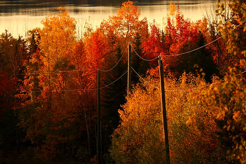 morning autumn trees light canada fall telephone nb newbrunswick poles mactaquac nbphoto