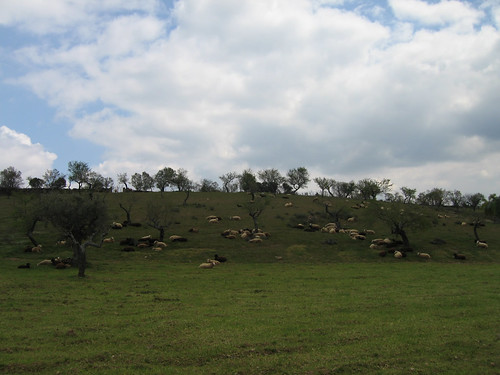 field sheep algoso