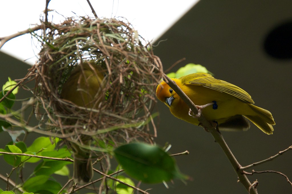 Yellow Birds and Nest