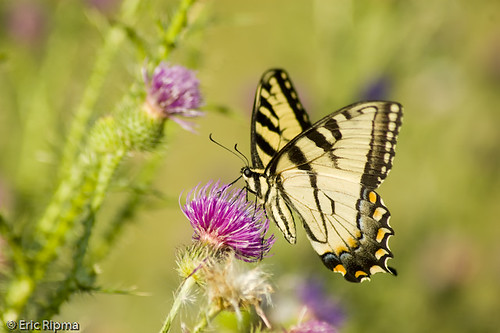 butterfly eric michigan tiger oxford eastern swallowtail ripma