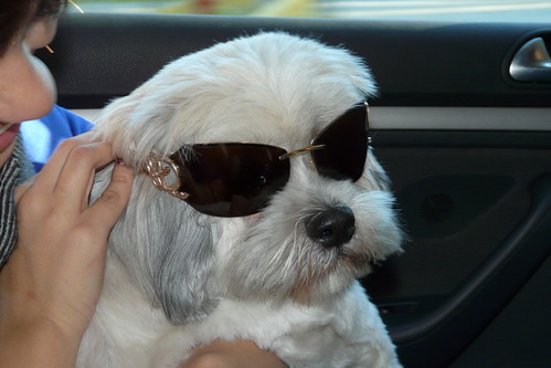 dog pets canada sunglasses animals lumix bc panasonic mafia fz18k