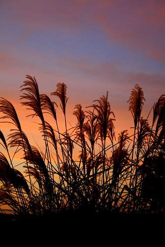 sunset grass silhouette colourful wildgrass