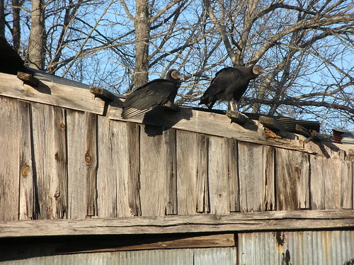 birds tennessee blackvultures buzzards roost scavengers fayettecounty wolfriver wolfriverwma