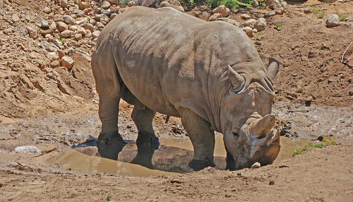 explore outofafrica bambam whiterhino explored concordians outofafricasafaripark sedona2009
