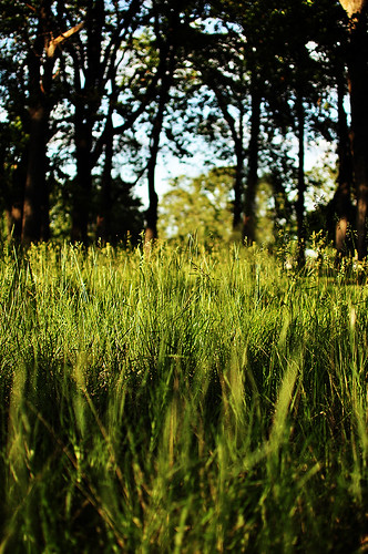grass wheat whiteswan fortsimcoe