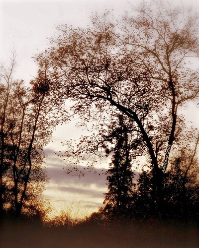 autumn trees mist sunrise herfst poitoucharentes ladoucefrance november2008 adriënne panasonicdmcfz18 addyvanrooij touvérac fontcornette l´automn