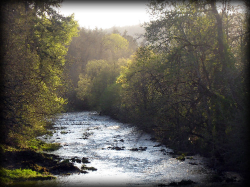 trees sunset oregon canon river is northwest powershot 434 willamina kain a590 canonpowershota590 kainr bryanbrenneman